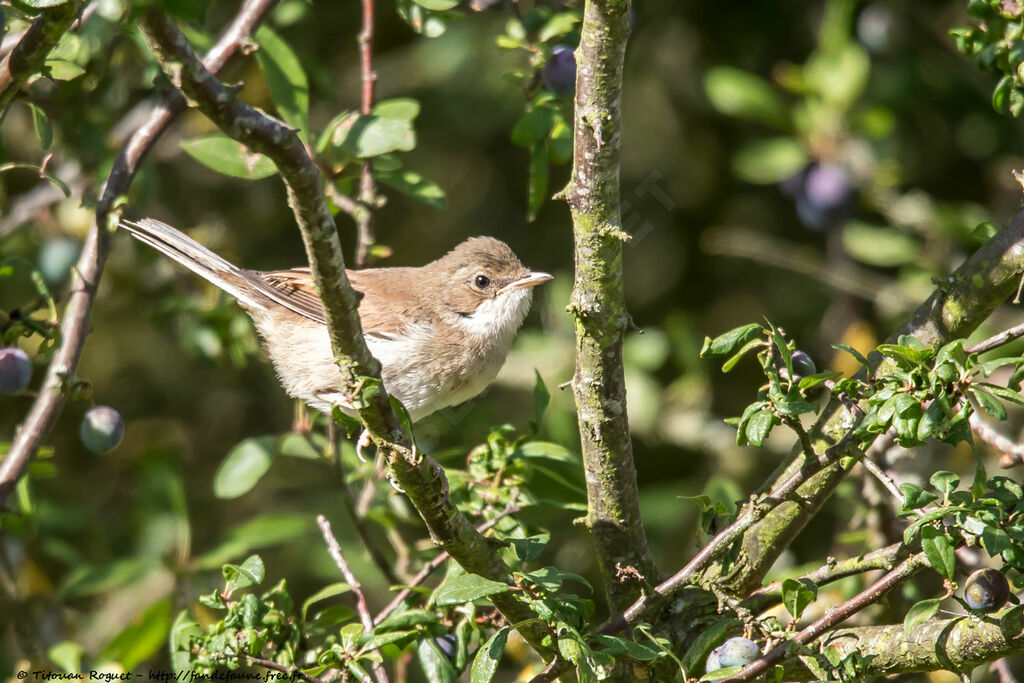 Common Whitethroat, identification