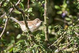 Common Whitethroat