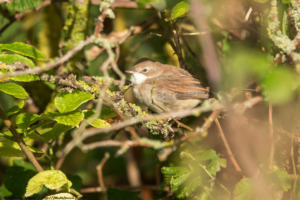 Fauvette grisette, identification