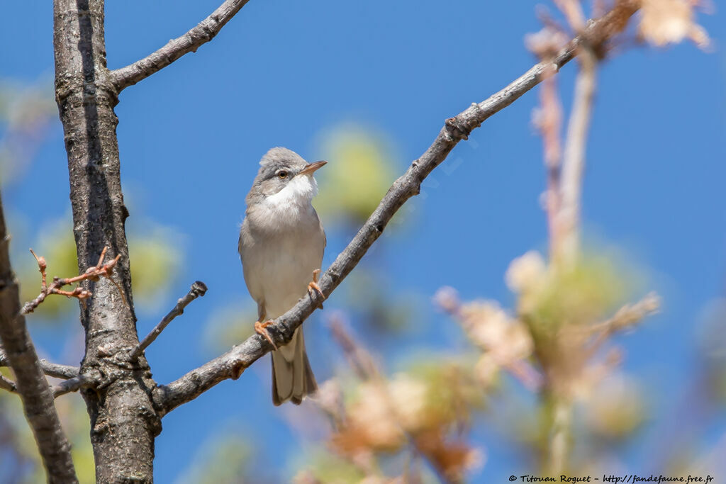 Common Whitethroat male adult breeding, identification, close-up portrait, aspect, pigmentation, song