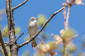 Common Whitethroat