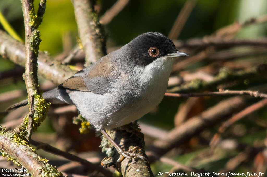 Sardinian Warbler male First year, identification