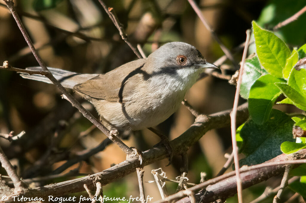 Sardinian Warbler female adult, identification