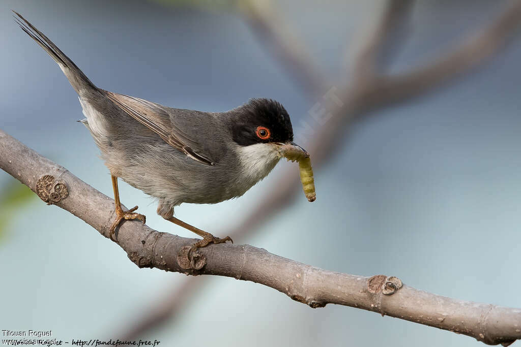 Sardinian Warbler male adult, feeding habits, Reproduction-nesting