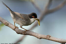 Sardinian Warbler