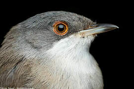 Sardinian Warbler