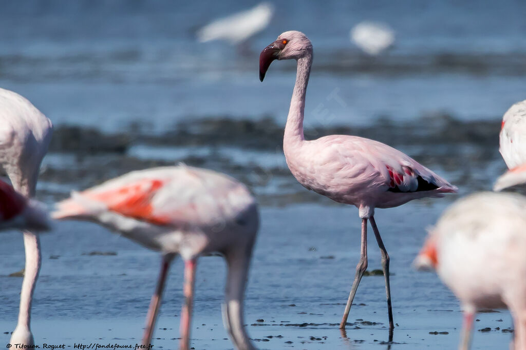 Flamant nain, identification