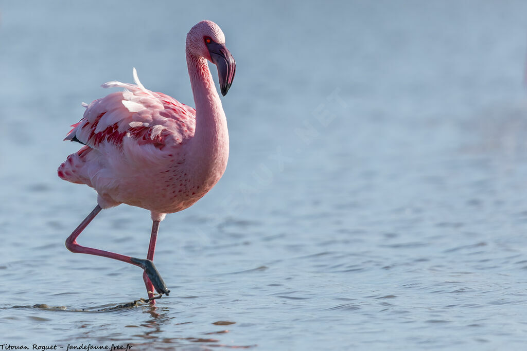 Lesser Flamingo