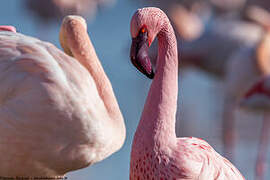 Lesser Flamingo