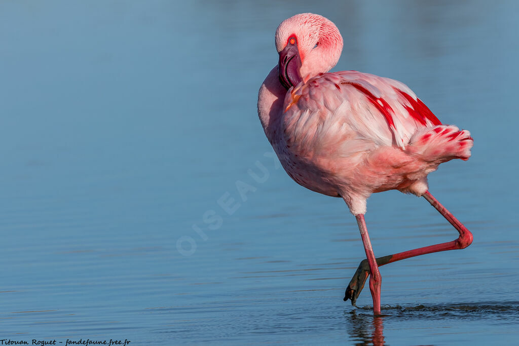 Lesser Flamingo