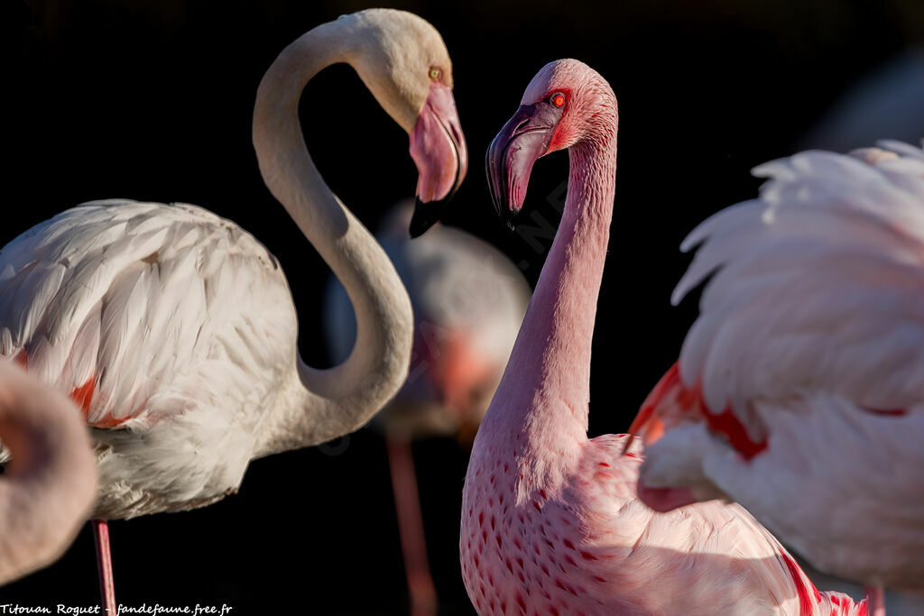 Lesser Flamingo