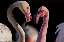 Lesser Flamingo