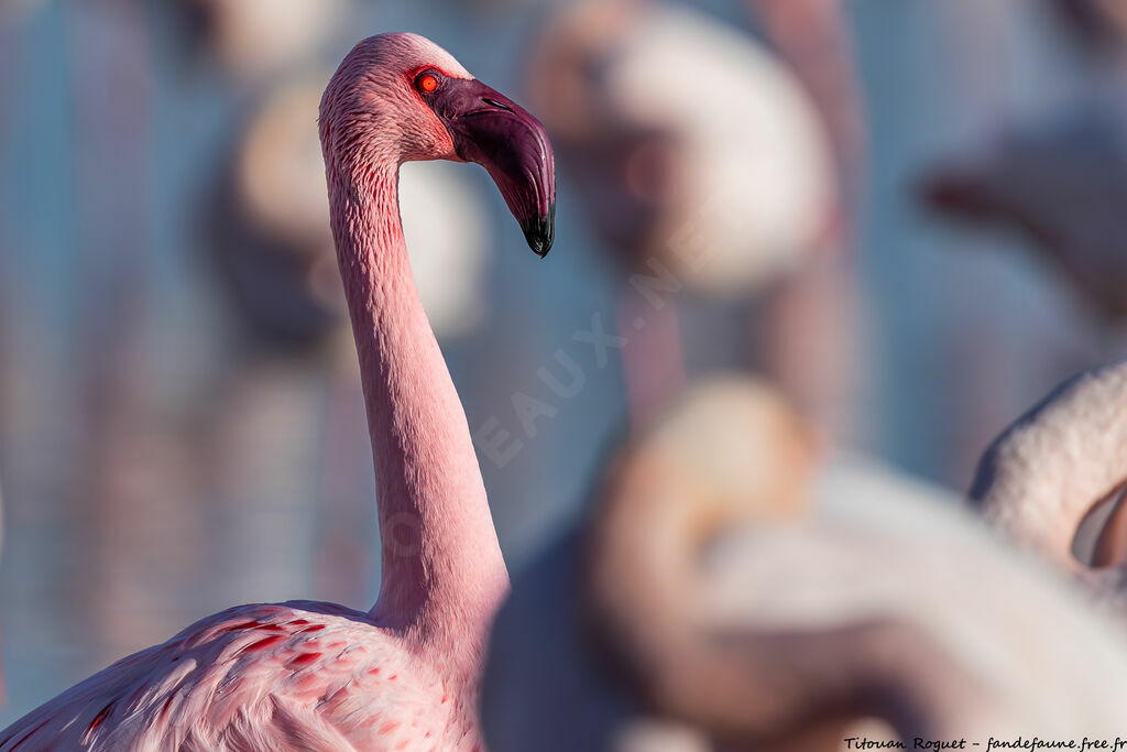 Lesser Flamingo