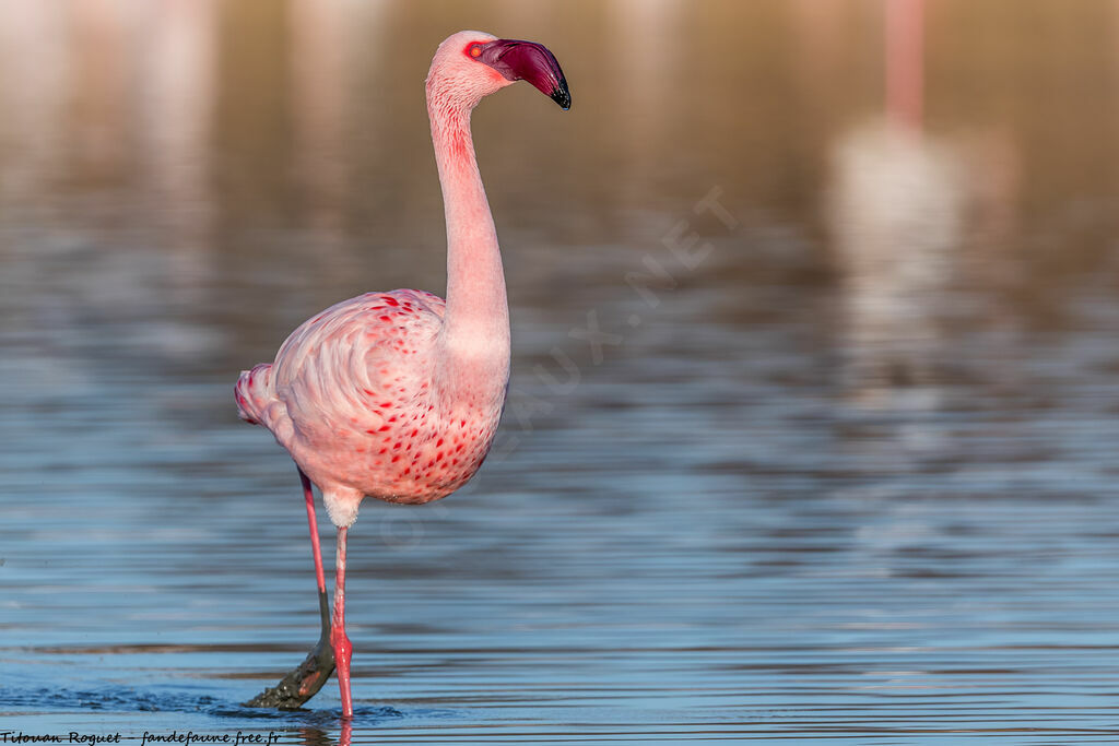 Flamant nain