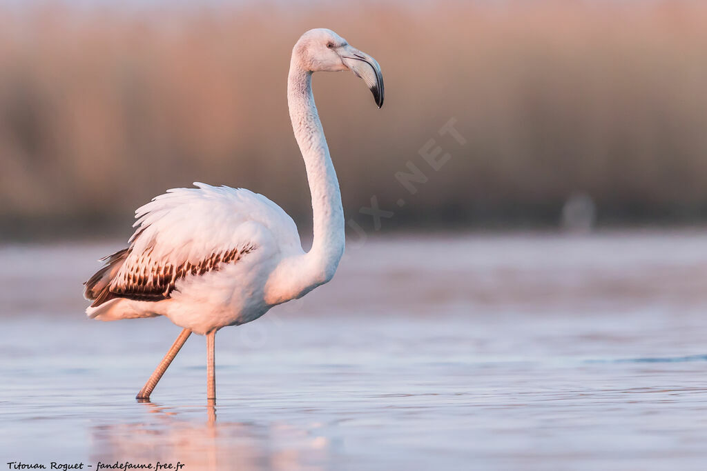 Greater Flamingo