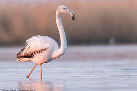 Greater Flamingo