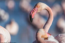 Flamant rose