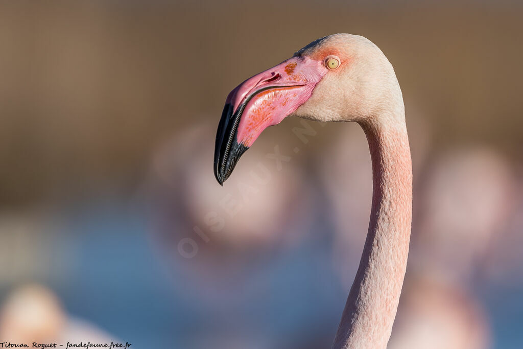 Flamant rose