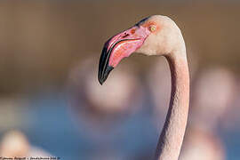 Flamant rose