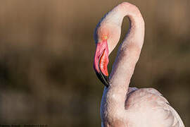 Flamant rose