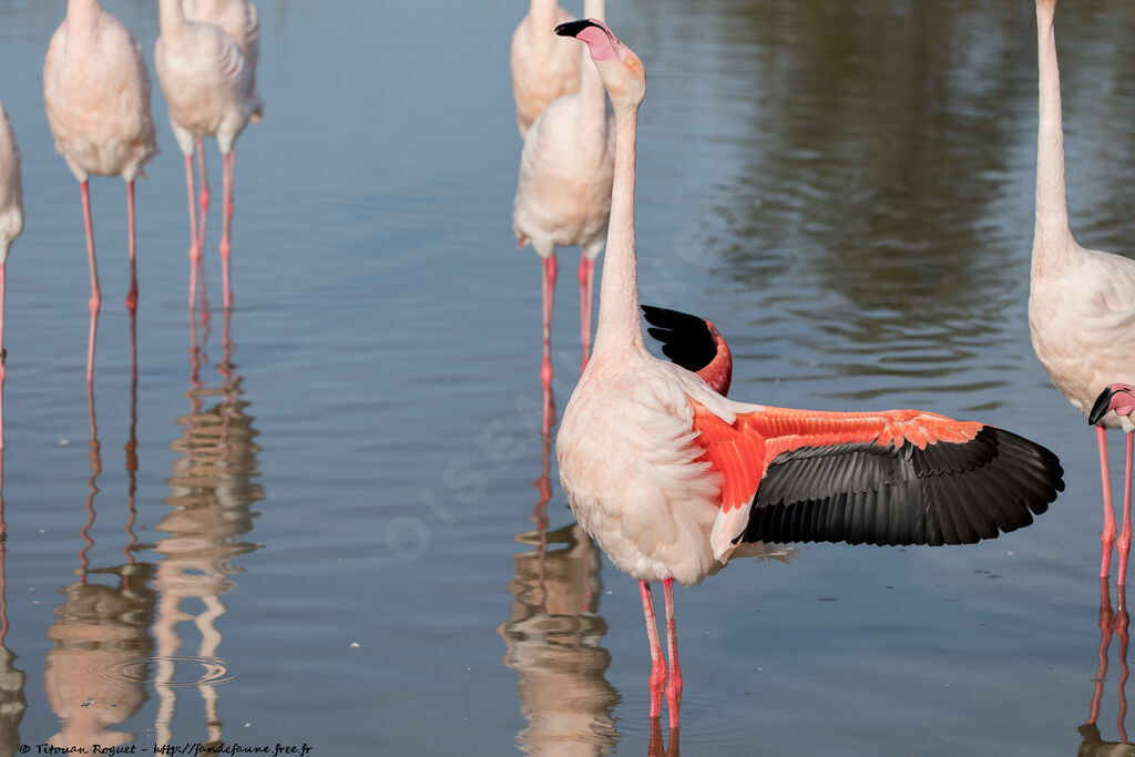 Greater Flamingo, courting display