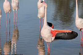 Greater Flamingo