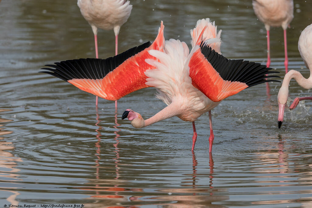 Flamant rose, parade