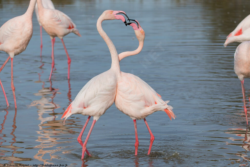 Flamant rose, parade