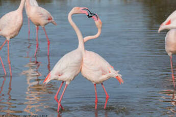 Flamant rose