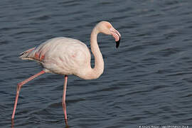 Flamant rose