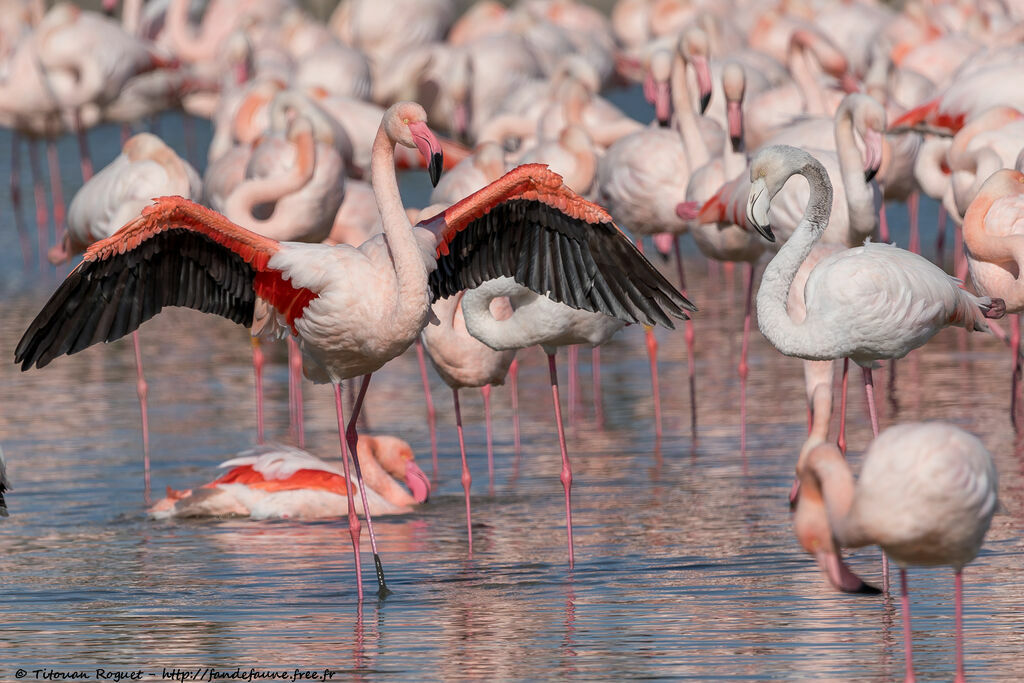 Greater Flamingo