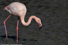 Flamant rose