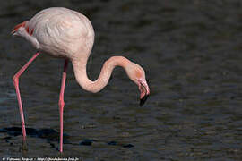 Flamant rose