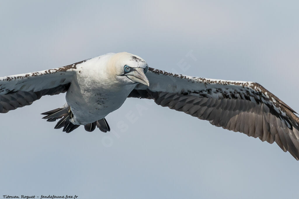 Northern Gannet