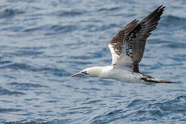 Northern Gannet