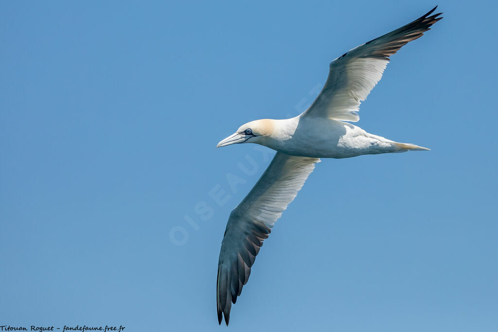 Northern Gannet