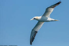 Northern Gannet