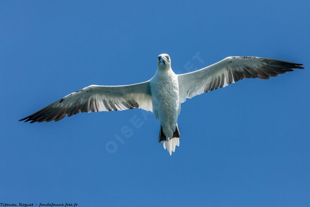 Northern Gannet