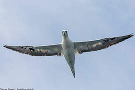 Northern Gannet