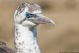 Northern Gannet