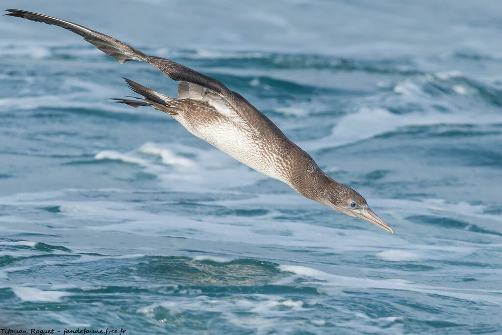 Northern Gannet