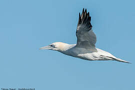 Northern Gannet