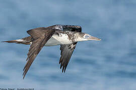 Northern Gannet