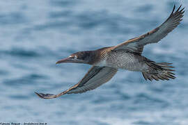 Northern Gannet