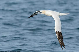 Northern Gannet