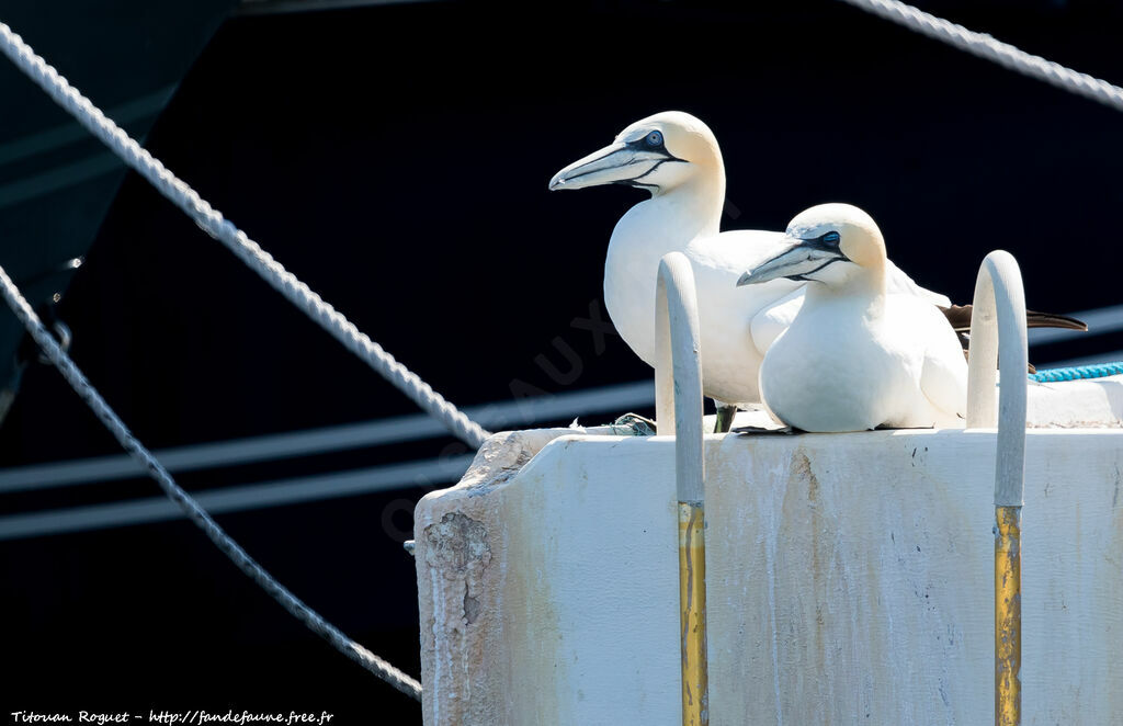 Northern Gannet