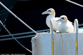 Northern Gannet