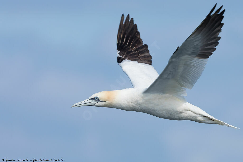 Northern Gannet