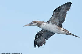 Northern Gannet