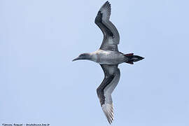 Northern Gannet